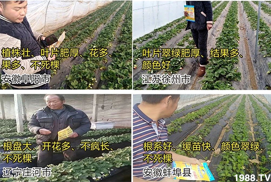 水溶肥市場大變革??？海藻精、魚蛋白將被它代替！1000多用戶鼎力推薦！