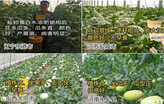 水溶肥市場大變革?。亢Ｔ寰?、魚蛋白將被它代替！1000多用戶鼎力推薦！