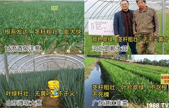 水溶肥市場大變革！？海藻精、魚蛋白將被它代替！1000多用戶鼎力推薦！