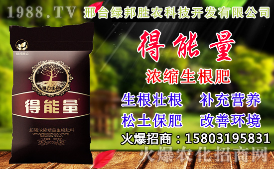 2020年小麥種子如何選？高產小麥品種有哪些？