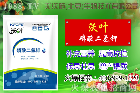 西紅柿摘葉有哪些好處，番茄摘葉技術(shù)及注意事項(xiàng)！
