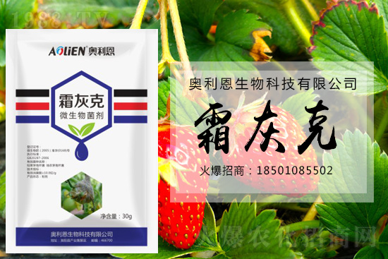 冬季草莓易發(fā)灰霉病，預(yù)防措施怎么做？