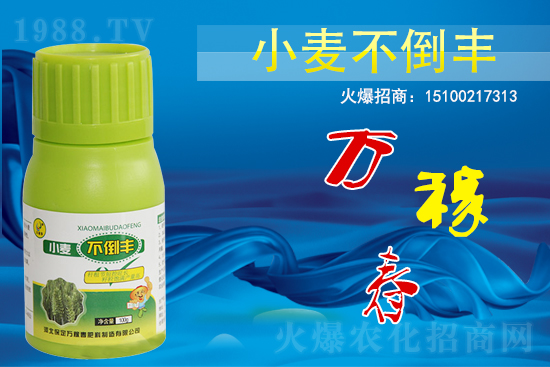 小麥不倒怎么做？還得是用小麥不倒豐!