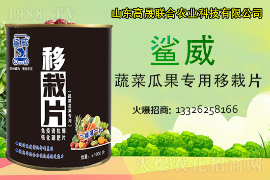 幼苗移栽苗弱、不長、死苗...？蔬菜定植必看