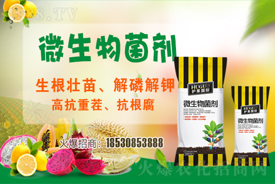 草莓爛根現(xiàn)象頻繁發(fā)生，主要源于什么病害？