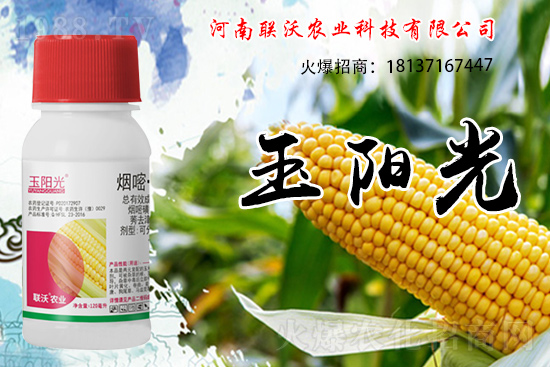 玉米除草為什么選擇苗后？玉米苗后除草劑如何打？