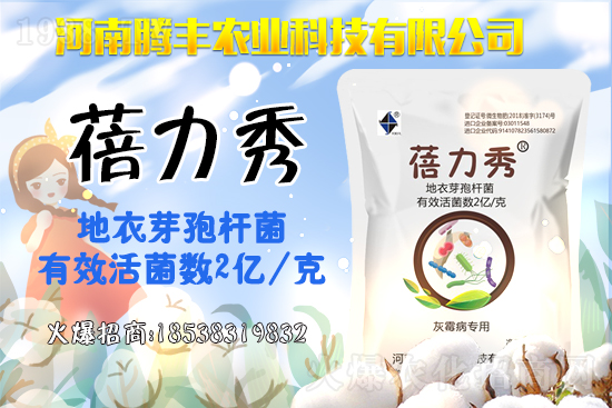 西葫蘆品種有哪些？西葫蘆的種植注意事項