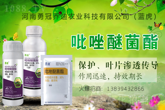 合作升級，勇冠喬迪（藍虎）再簽1988.TV，共創(chuàng)新輝煌！