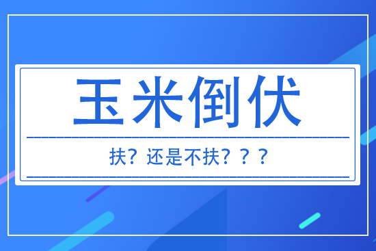 玉米倒伏到底扶不扶？ 答案來了！