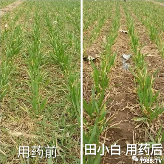 ��(ji��)��(ji��)��Σ����(y��n)����ô������ʲôˎ��Ч������