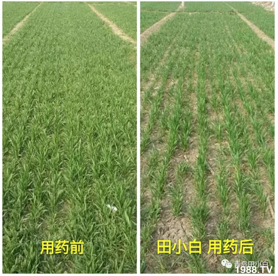 ��(ji��)��(ji��)��Σ����(y��n)����ô������ʲôˎ��Ч������