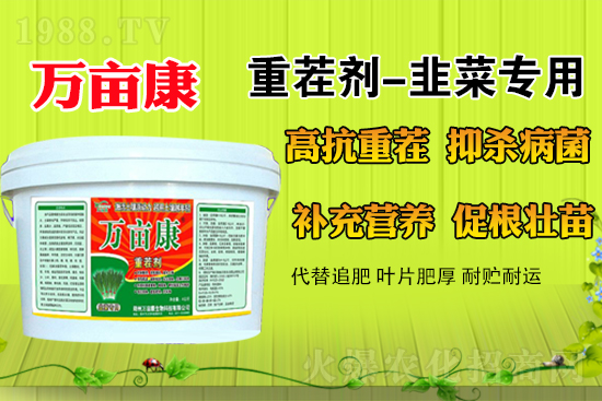 韭菜什么時候種更合適？春季露地韭菜管理方法及注意事項