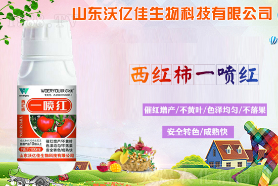 番茄轉(zhuǎn)色不良的原因？轉(zhuǎn)色期要注意哪些問題？