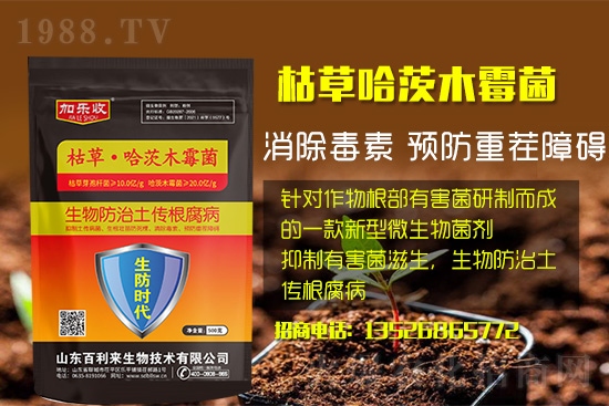 根腐病爆發(fā)怎么防治，根腐病用什么藥好防治效果好？