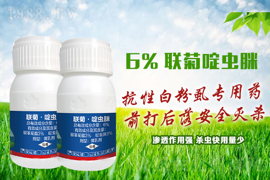 抗性白粉虱難防又難治？這樣用藥蟲卵雙殺，死蟲！