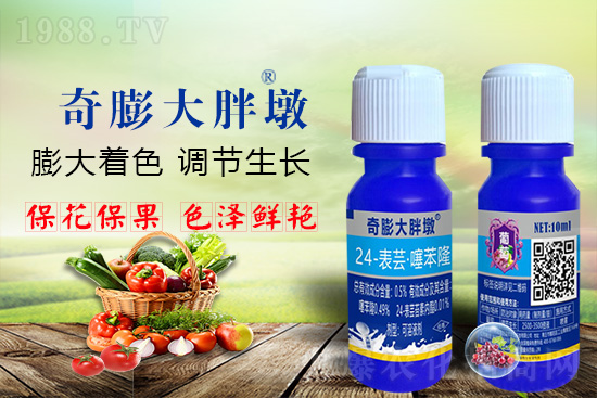 “作物要高產,膨果是關鍵!”果實膨大快、轉色好、賣相佳,后期的產量和品質才有。近來許多的果農菜農紛紛反映自家的作物坐不住果、膨果慢甚至不膨果,即便膨果,后期軟果空果等情況頻繁發(fā)生,