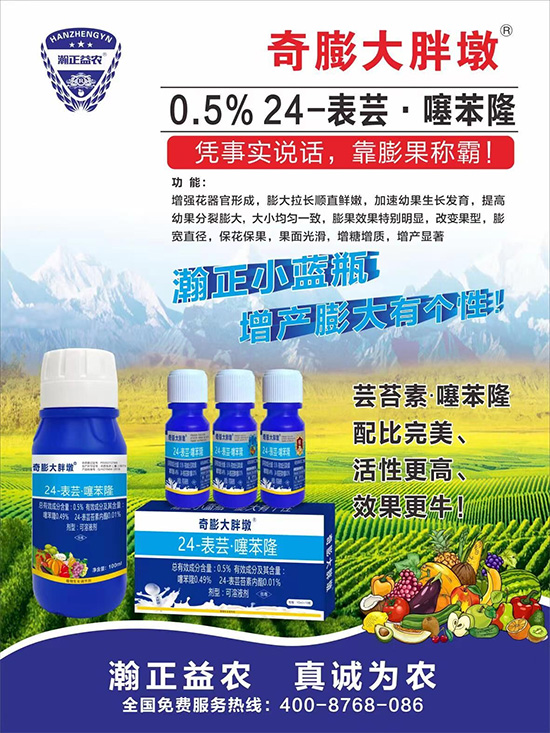 “作物要高產,膨果是關鍵!”果實膨大快、轉色好、賣相佳,后期的產量和品質才有。近來許多的果農菜農紛紛反映自家的作物坐不住果、膨果慢甚至不膨果,即便膨果,后期軟果空果等情況頻繁發(fā)生,