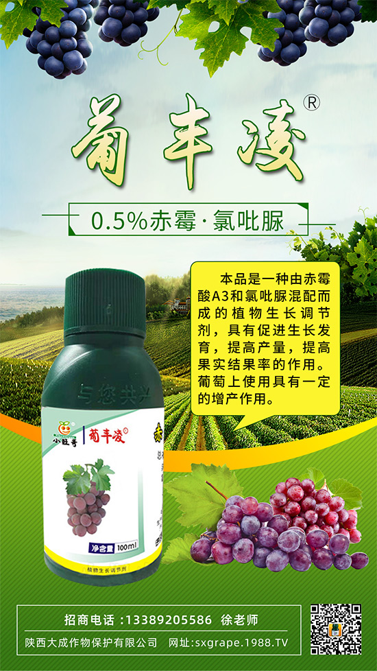 葡萄果粒稀疏，大小粒嚴(yán)重怎么辦？這些管理相當(dāng)重要