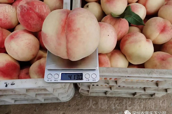 桃樹落果怎么辦?桃樹落果原因及預(yù)防方法