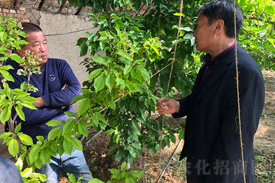 中農(nóng)化新疆北疆辦事處負責人：同路同行共發(fā)展