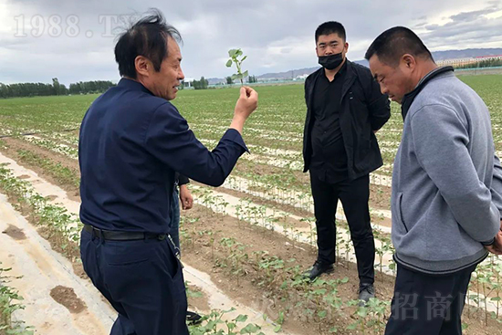 中農(nóng)化新疆北疆辦事處負責人：同路同行共發(fā)展