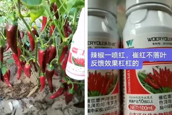 增紅率提高95%！催紅不落葉！收入翻幾番！就用辣椒一噴紅！