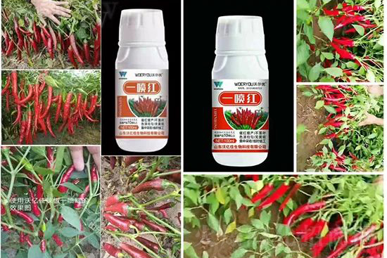 增紅率提高95%！催紅不落葉！收入翻幾番！就用辣椒一噴紅！