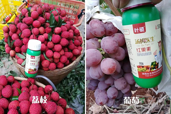 紅果素—只為轉(zhuǎn)色而生！轉(zhuǎn)色快、高，催紅不用愁！