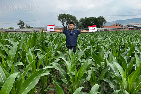 渾源玉米頂呱呱，營(yíng)養(yǎng)補(bǔ)充全靠它