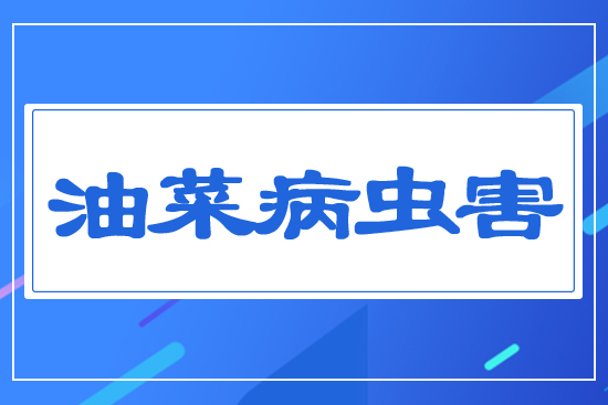 油菜病蟲(chóng)害