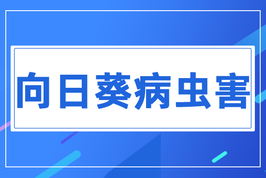 向日葵病蟲(chóng)害