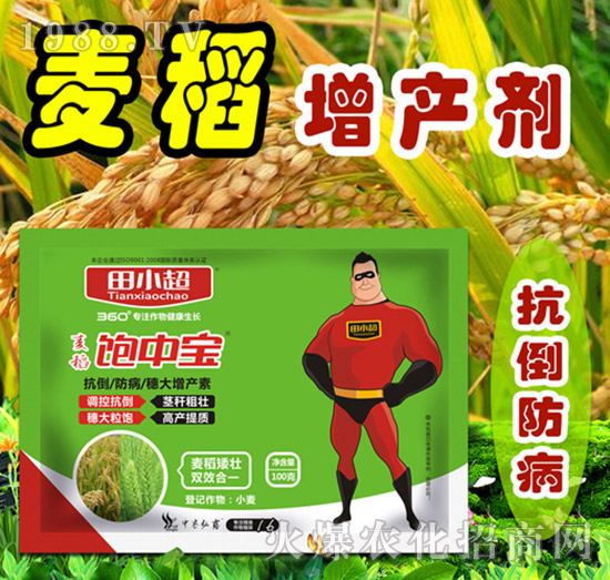 麥稻飽中寶-田小超