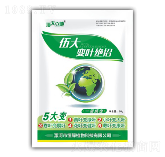 伍大變葉絕招-頂天立地-恒綠植物