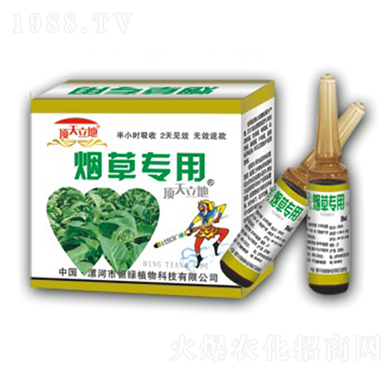 煙草專用-頂天立地-恒綠植物