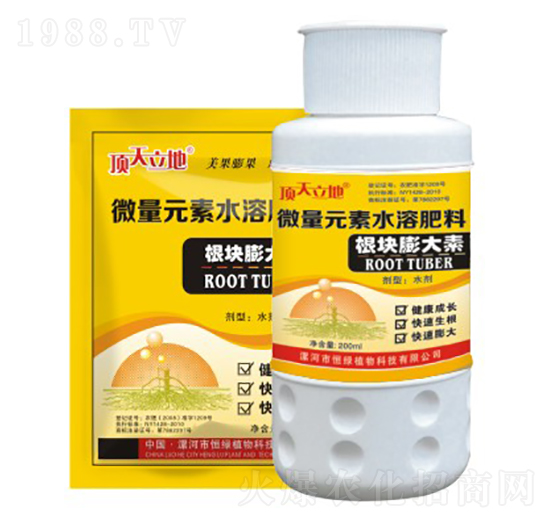 根塊膨大素-頂天立地-恒綠植物