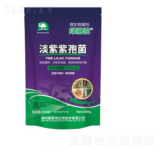 淡紫紫孢菌-綠駱駝-康恩地