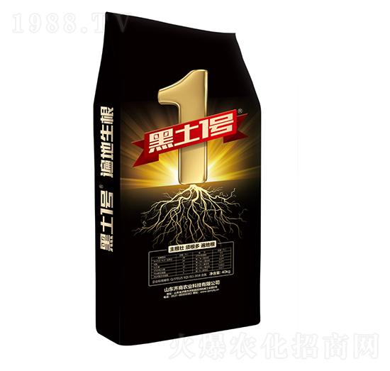 遍地生根-黑土1號-齊商