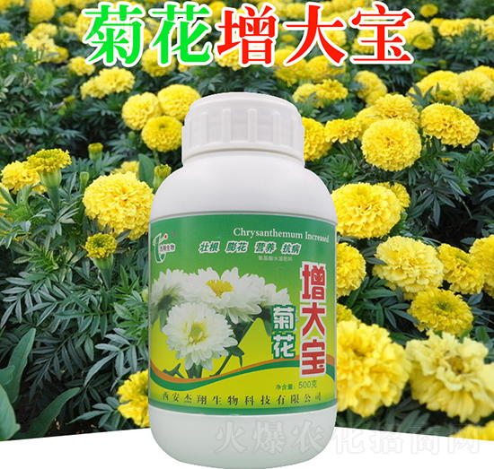 菊花增大寶-杰翔生物