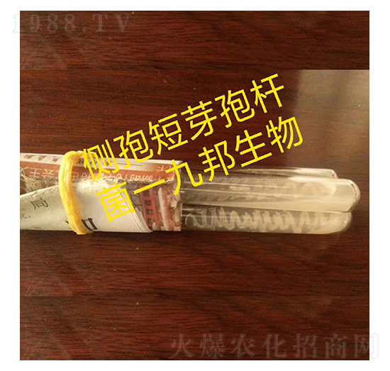 側孢芽孢桿菌-斜面試管菌-九邦生物