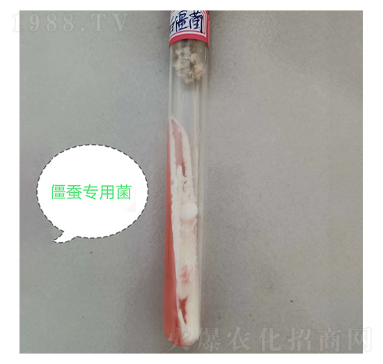 白僵菌斜面試管-九邦生物