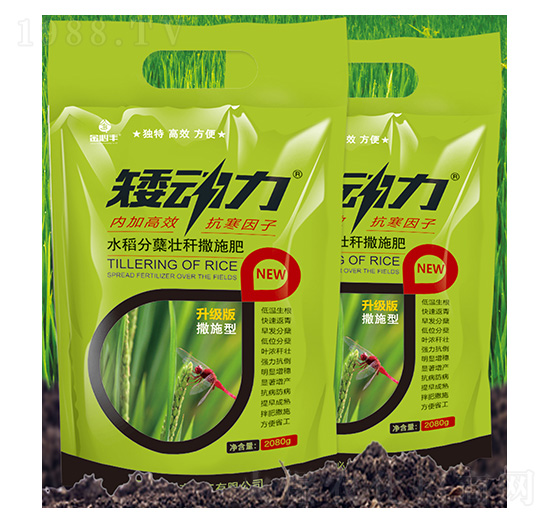 水稻分蘗壯桿撒施肥-矮動(dòng)力-金必豐