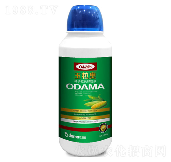 玉粒奧-棒子拉長(zhǎng)籽粒多-歐道麥