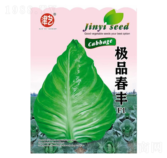 甘藍(lán)種子-春豐-邯豐農(nóng)業(yè)