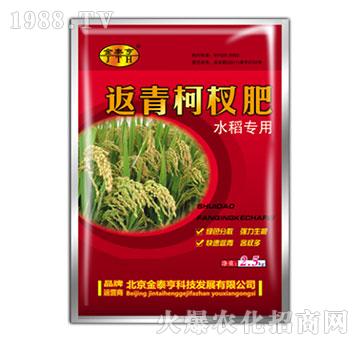水稻返青柯杈肥-金泰亨