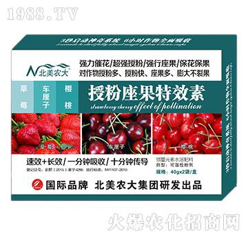 草莓、車?yán)遄印烟沂诜圩匦?北美農(nóng)大