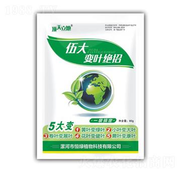 伍大變葉絕招-頂天立地-恒綠植物