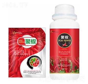 �۽�-�����Ƽ�