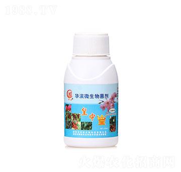 200ml皇中皇-華濱