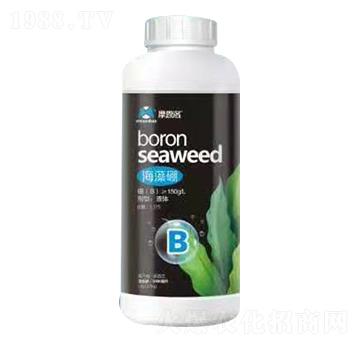 海藻硼 摩恩洛