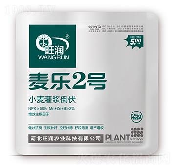 小麥灌漿倒伏-麥樂2號-旺潤農(nóng)業(yè)